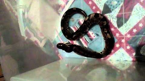 My Ball Python Eating A Mouse Part 2