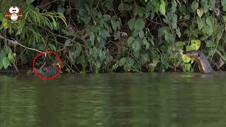 Tidak Ingin di Mangsa Buaya, Secara Agresif Kawanan Berang-Berang Ini Menghabisi Buaya!!