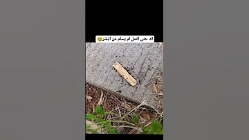 في قانون مملكة النمل البلاغ الكاذب يعاقب بالضرب مسكينة النملة راحت ضحية كيد البشر هههه مشاركة نملة 