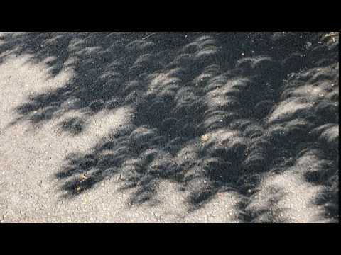 Crescent shaped tree shadow - 4 minutes before totality