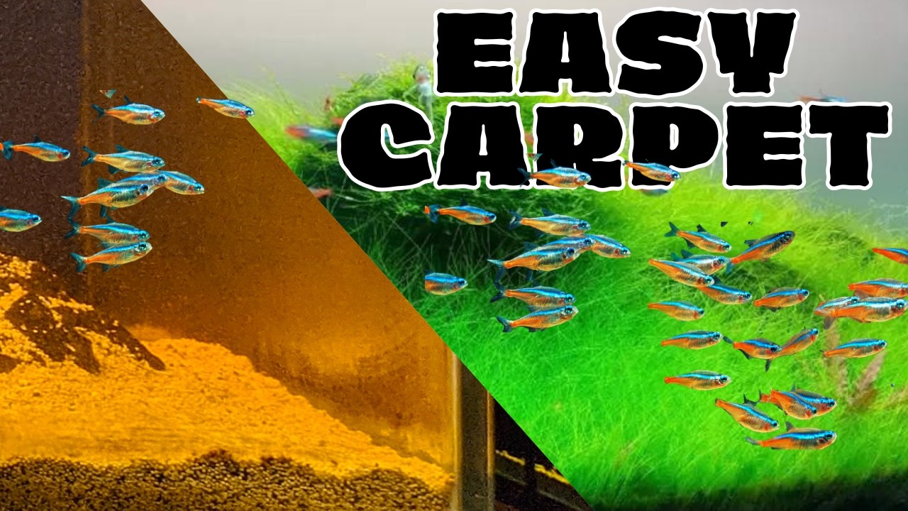 Как вырастить карликовую траву: простое ковровое растение для начинающих