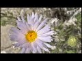 Diary of a Joshua Tree desert wildflower