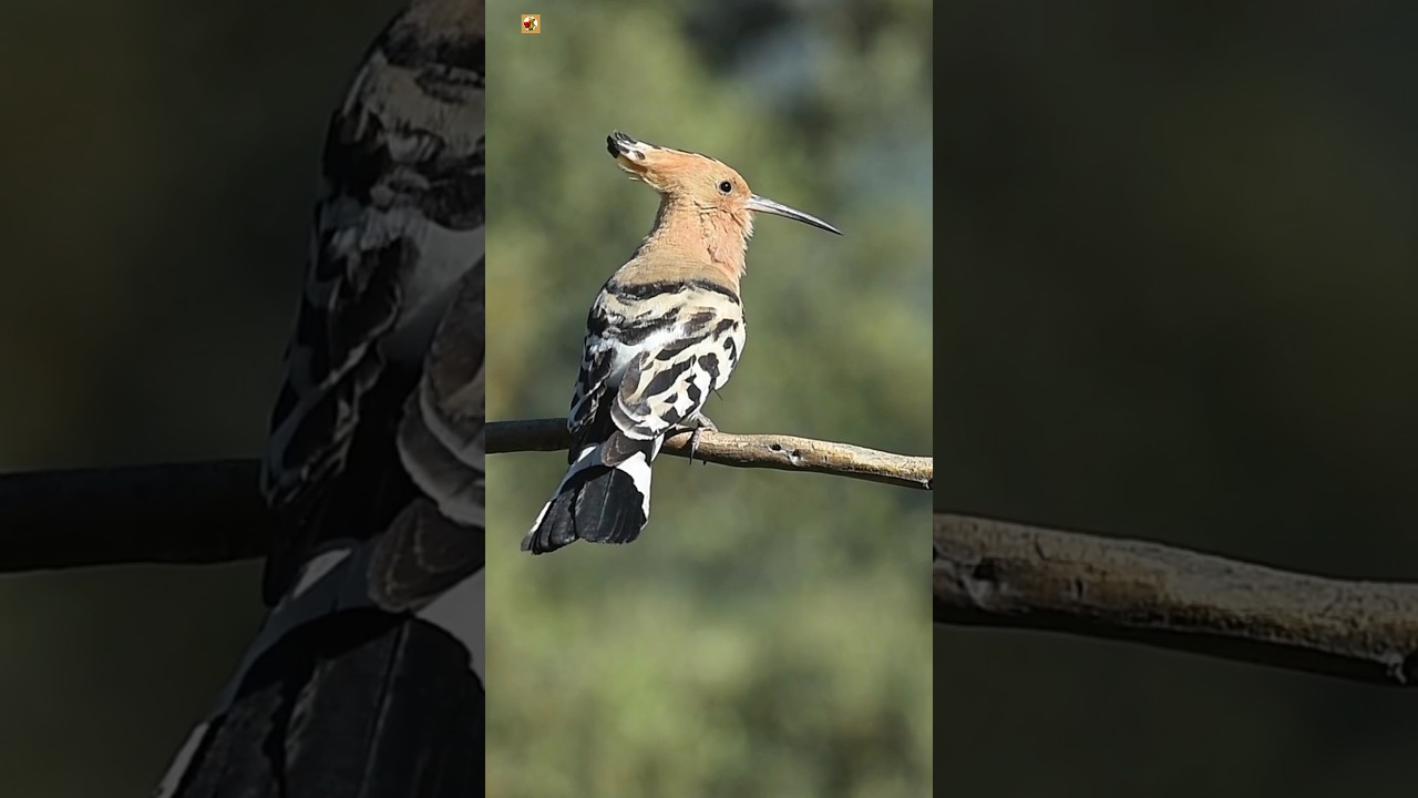 Eurasian Hoopoe Sounds ❤️ (2)