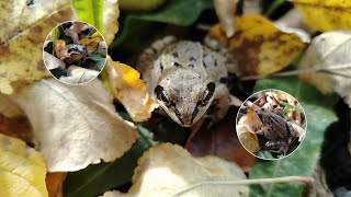 Frogs in autumn🐸🍂 Лягушки осенью #frog #amphibians #wildlife #nature #лягушка #moorfrog