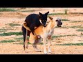 Summer RuralDogs!! German Jack Russell Terrier Vs Anatolian Shepherd Dog in Home Village