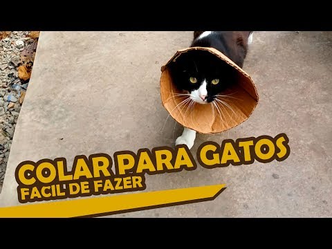 Vídeo: Como fazer repelentes internos para gatos