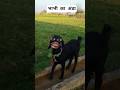 भाभी का अंडा #funny #comedy #trending #thetharpuns #shilpisaroja #animals