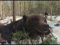 Фильм 5. Охота на медведя с лайками 2019. Самый большой медведь сезона