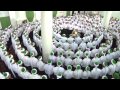 ذكر صوفي عجيب داخل مسجد