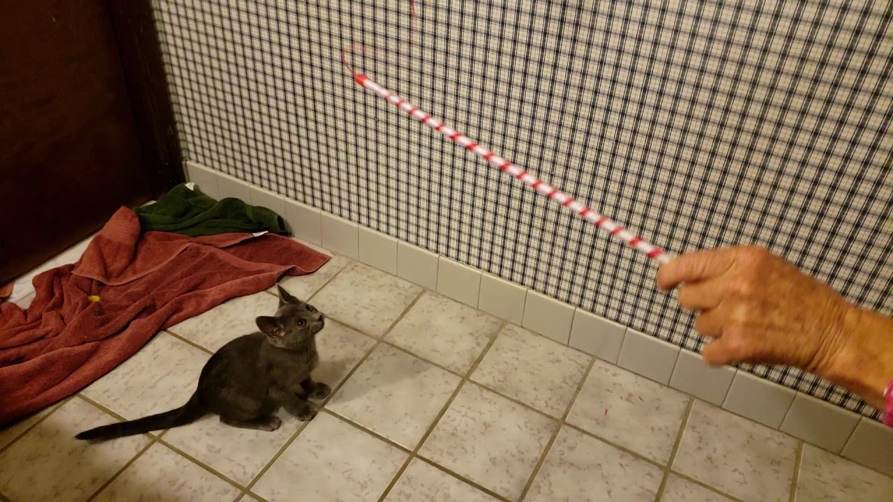 video editing software free Kitties more