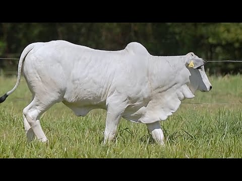 LOTE 138 - CSCF 7586