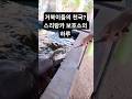 스리랑카 여행 중 가장 의미 있었던 순간 (거북이 구조와 방생)