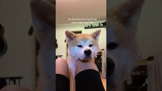 He Has Been Loving Head Rests Since Day One | #akitainu #dogs