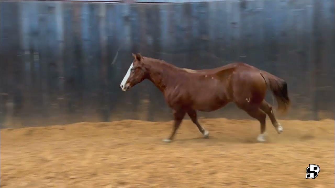 Blu Eyez Cryin Shawnee Horse Sale January 20th, 2024 YouTube