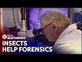 Insects Catch A Diabolical Killer | The New Detectives | Real Responders