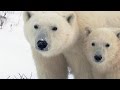 Mother Bear and Cub Behavior