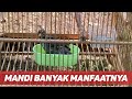 Burung Jalak Anda Mandi Saat Mabung?