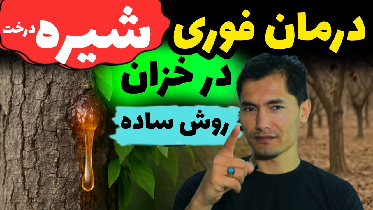 چرا درختان شیره میدهند؟ قبل از مردن درخت، چگونه درمان کن؟