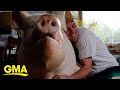 Man thought he was adopting micropig but now has 600 pound pig in his house l gma