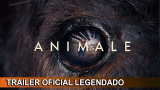 Vídeo incorporado do YouTube