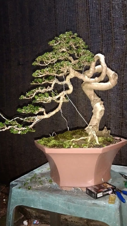 bonsai sancang