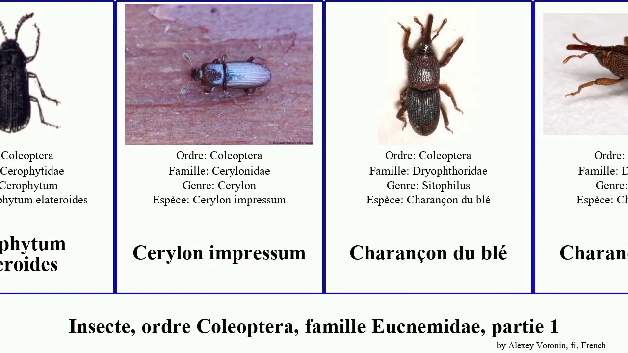 Insecte, ordre Coleoptera, famille Nitidulidae, partie 1 haliplus euconnus cyphon carpophilus des