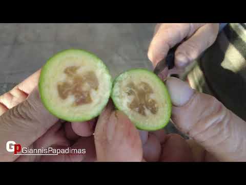 Βίντεο: Τροπικό βότανο, γλυκό στη γεύση - σωτηρία στη θεραπεία πολλών ασθενειών