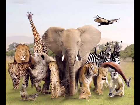 Animals vision vs humane - YouTube