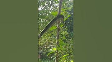 Tôi tạo ra một con dao quắm phát rẫy bằng thép nhíp nga chặt cây như chặt chuối vậy