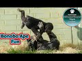 Bonobo Bliss Lola and Upendi&#39;s Social Bonding and Playful Day at Twycross Zoo