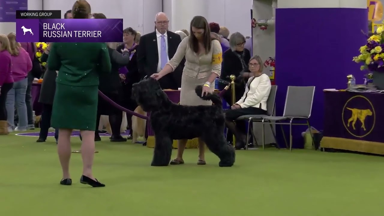 Black Russian Terrier | Breed Judging 2025