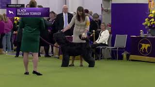 Black Russian Terrier | Breed Judging 2025