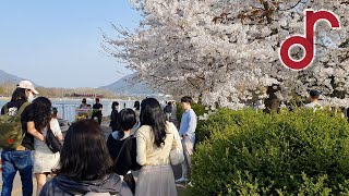 [4K] Spring Walking with Relax Canon by 릴렉싱 데이즈 Relaxing Days Music 105 views 2 years ago 7 minutes, 13 seconds