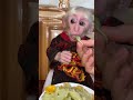 可愛いお猿さん🐒🐵#monkey #cute #monkeys #monkeyvideo #babymonkey #monkeydluffy #animals #shorts