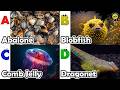 Learn Ocean Animal Names | ABC Sea Animals song | Most Popular Sea Creatures | Alphabets Kids Song