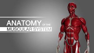 Animation 3D : The Muscular System