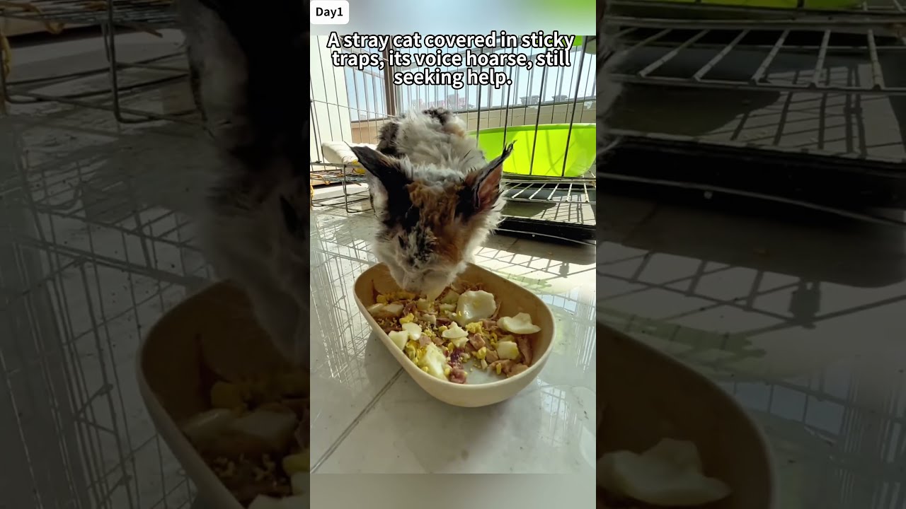 A Stray Cat Covered In Rat Glue Stumbled Toward The Girl Her Voice Hoarse But Still Seeking Help