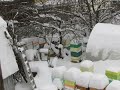 пчелы заделывают на зиму все щели в улье, а пчеловод все делает по своему ( обновление 21.11. 2021 )