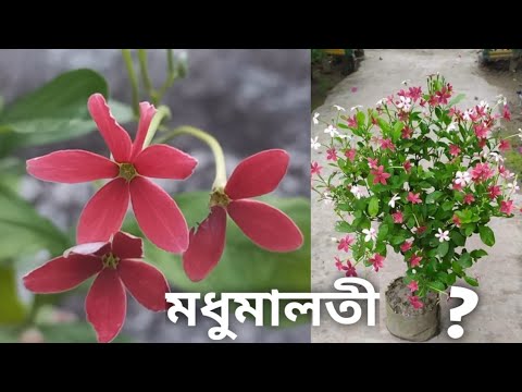 ভিডিও: ডিকেন্ট্রা (57 টি ছবি): খোলা মাঠে রোপণ এবং যত্ন, দুর্দান্ত এবং সুন্দর, বিভিন্ন ধরণের এবং প্রকার, 