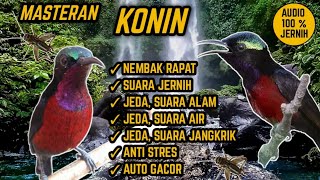 SUARA MASTERAN KONIN NEMBAK RAPAT ! JEDA, TERAPI AIR \u0026 ALAM. ANTI STRES !
