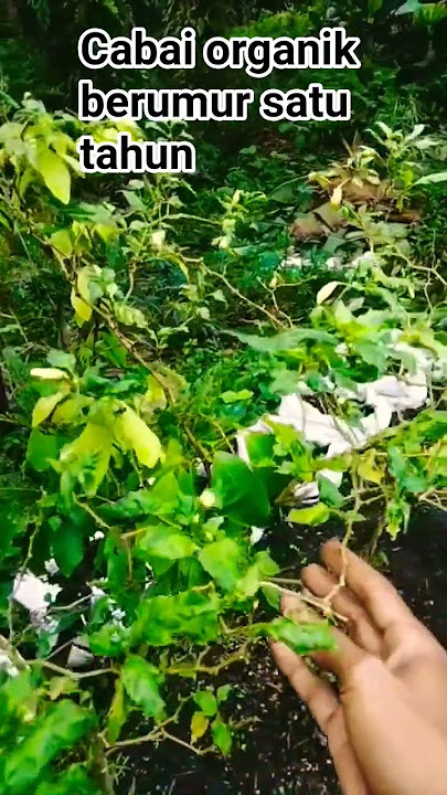 Download lagu This chili is one year old and still alive, this is the secret #agriculture #farmers