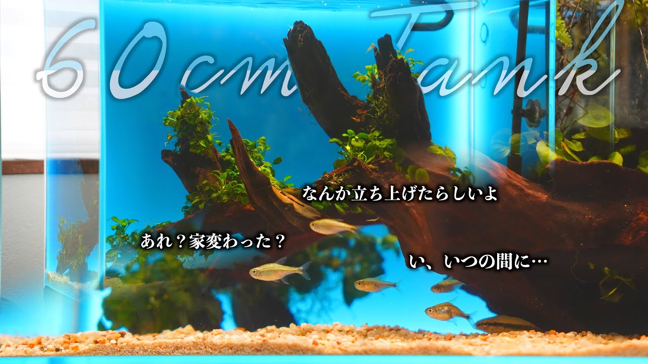 水槽内に魚を入れたまま立ち上げるとこうなる。[ストレスフリーを 