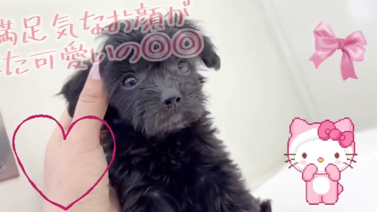 価格の安いMIX犬（父：トイプードル 母：シーズー）♀動画更新