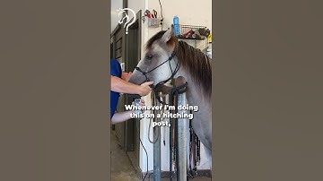 Quick Tips For Clipping Your Horse For The First Time Part 3 | The Horse Guru - Michael Gascon