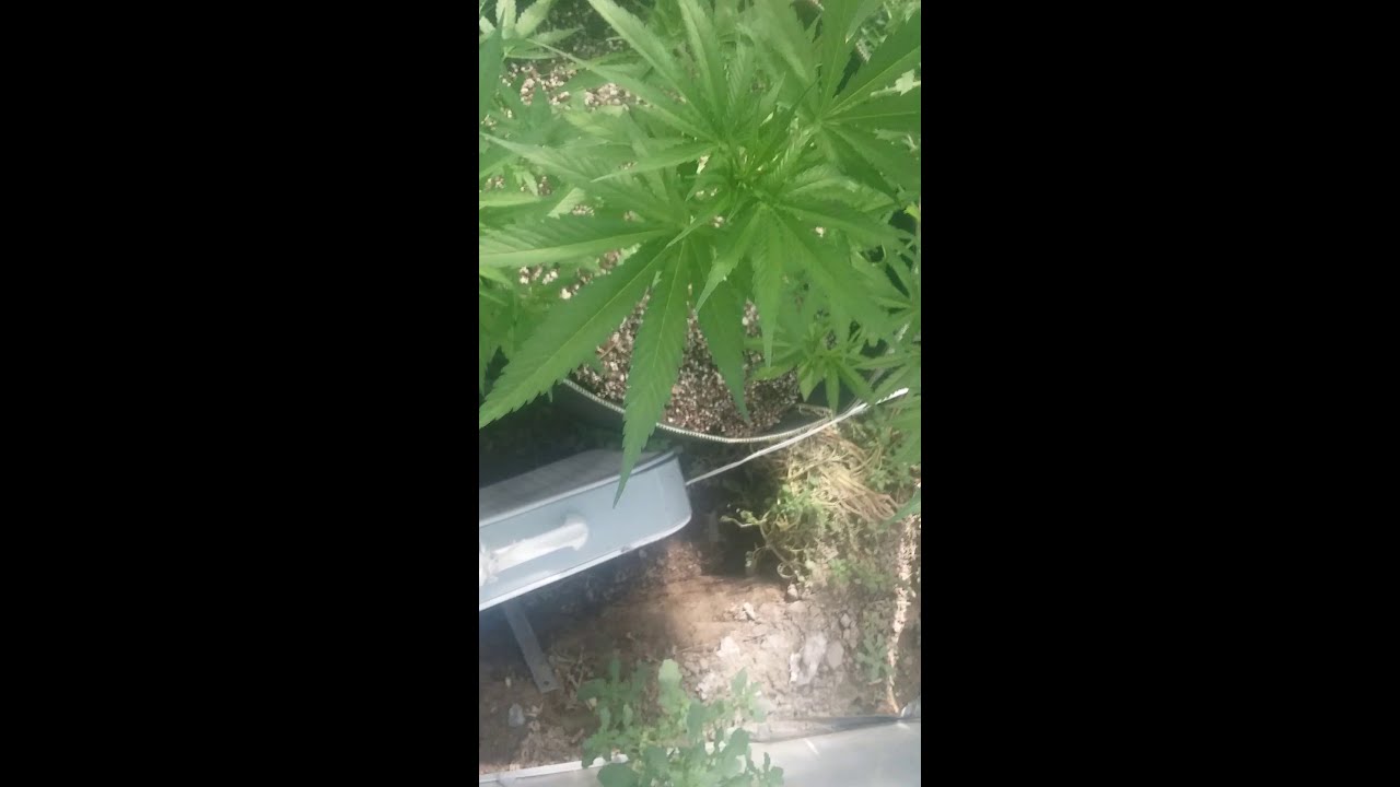 Marijuana in Ogrow green house age old grow raw coconut sugar