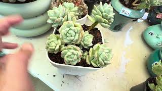 June 18, 2026. Free Shipping $160. Beautiful Imported Echeverias on Sale.408-992-5593.