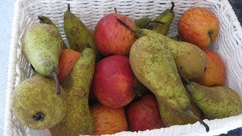 Fun making apple and pear wine