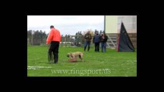 French Ring Sport Trial.pit Bull Cie. French Ring 3 Object Guard