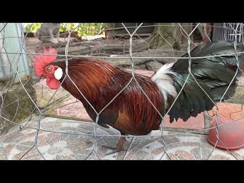 Video gà lai mỹ - youtube