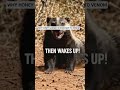 "WHY HONEY BADGER IS RESISTANT TO VENOM"#honeybadger, #animal facts, #snake venom, #cobra,